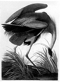 fig. 4 John James Audubon, Great Blue Heron from The Birds of America, 1834 Aquatint engraving on paper 39.5 x 26.5 inches Private collection